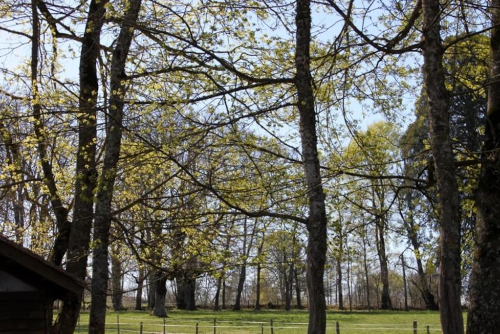 Les gîtes de Recoleine Nébouzat Exterior foto